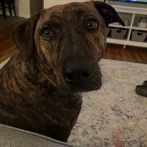 Meet your Posher, Bailey